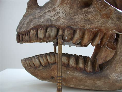 Chasing the Chompers: Discovering the Hidden World of Dinosaur Bite Marks
